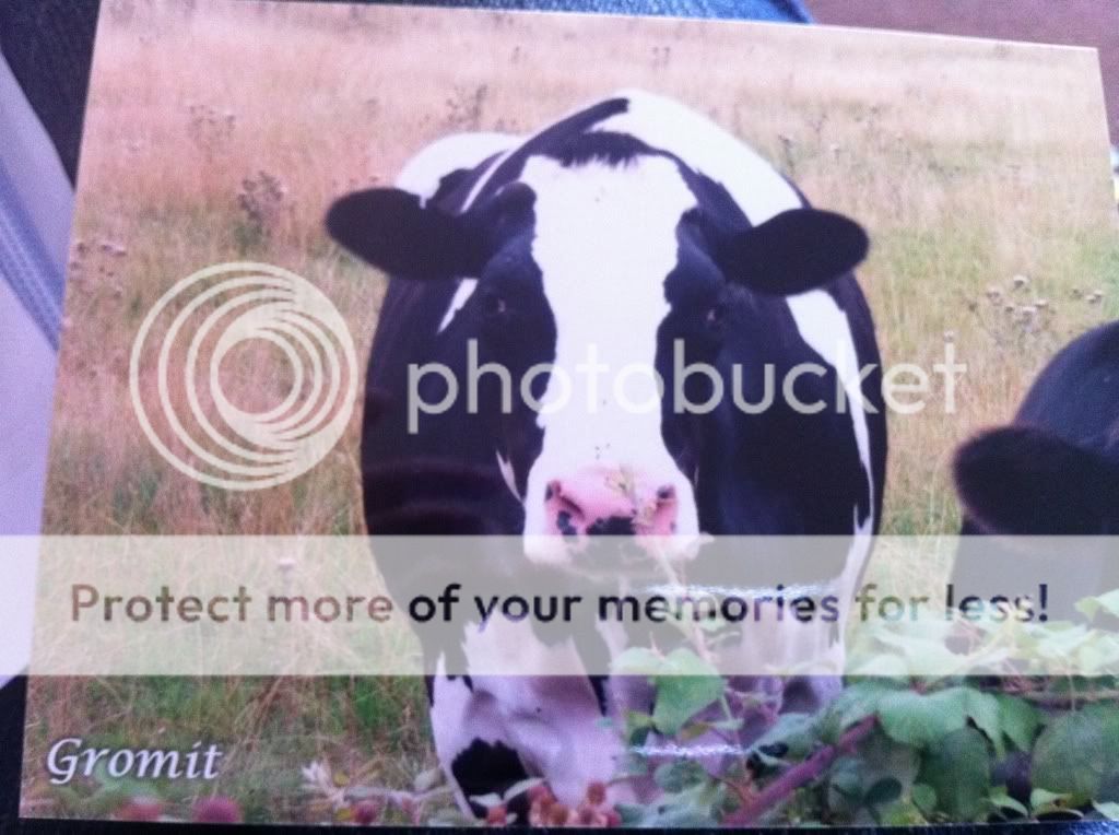 cow.jpg