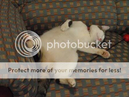 P3130221.jpg Nap time... image by motokoinafrica