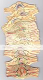 202 BIG cigar bands Alvaro Famous Men In Literature iss in 1970-1972
