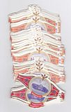 99 cigar bands Washington Old Cars Series D red