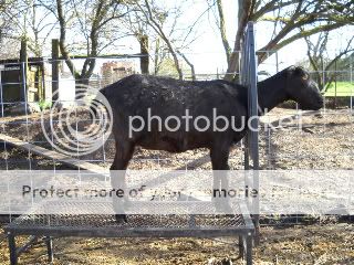 Guess the date! - Goats