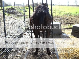 Guess the date! - Goats