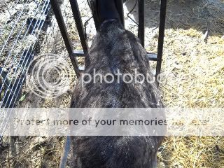 Guess the date! - Goats