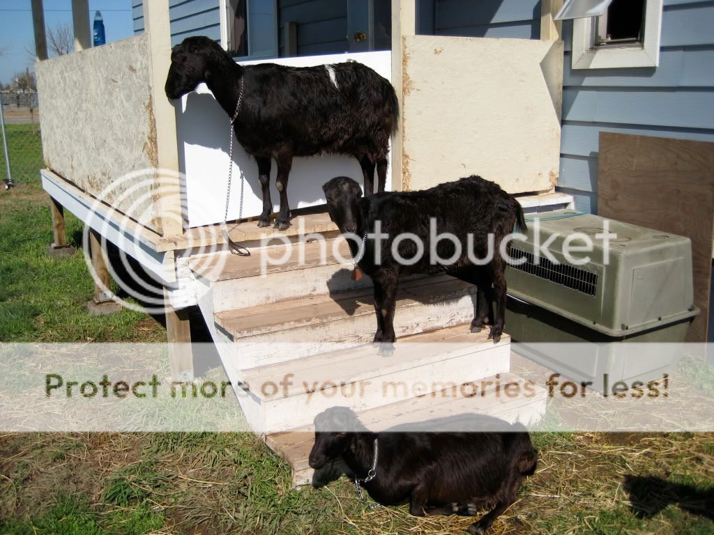 Pics of my girls - Goats