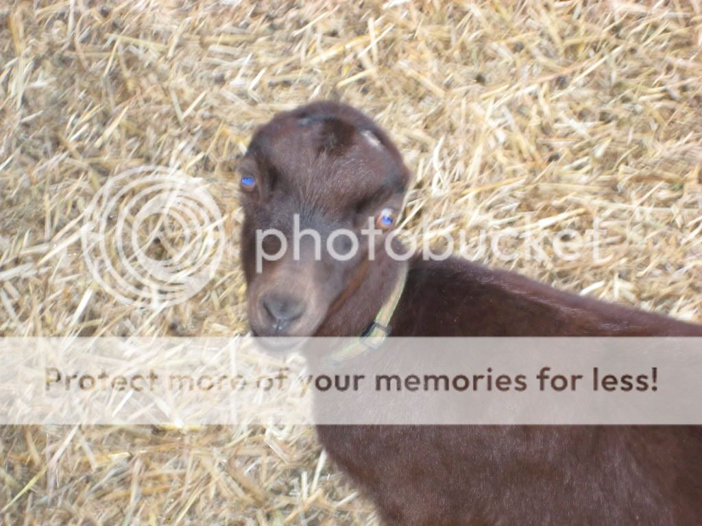 Pics of my girls - Goats