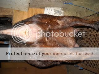 Guess the date! - Goats