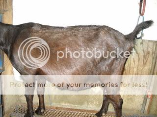 Guess the date! - Goats