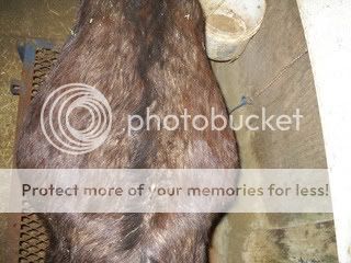 Guess the date! - Goats