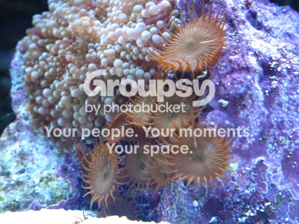 [TodoMarino.com] Alfons reef (versión 2.0)