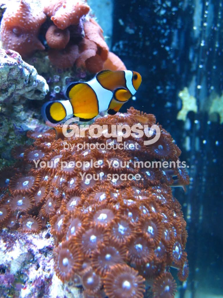 [TodoMarino.com] Alfons reef (versión 2.0)