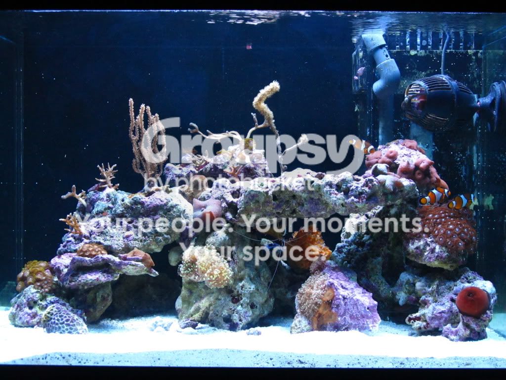 [TodoMarino.com] Alfons reef (versión 2.0)