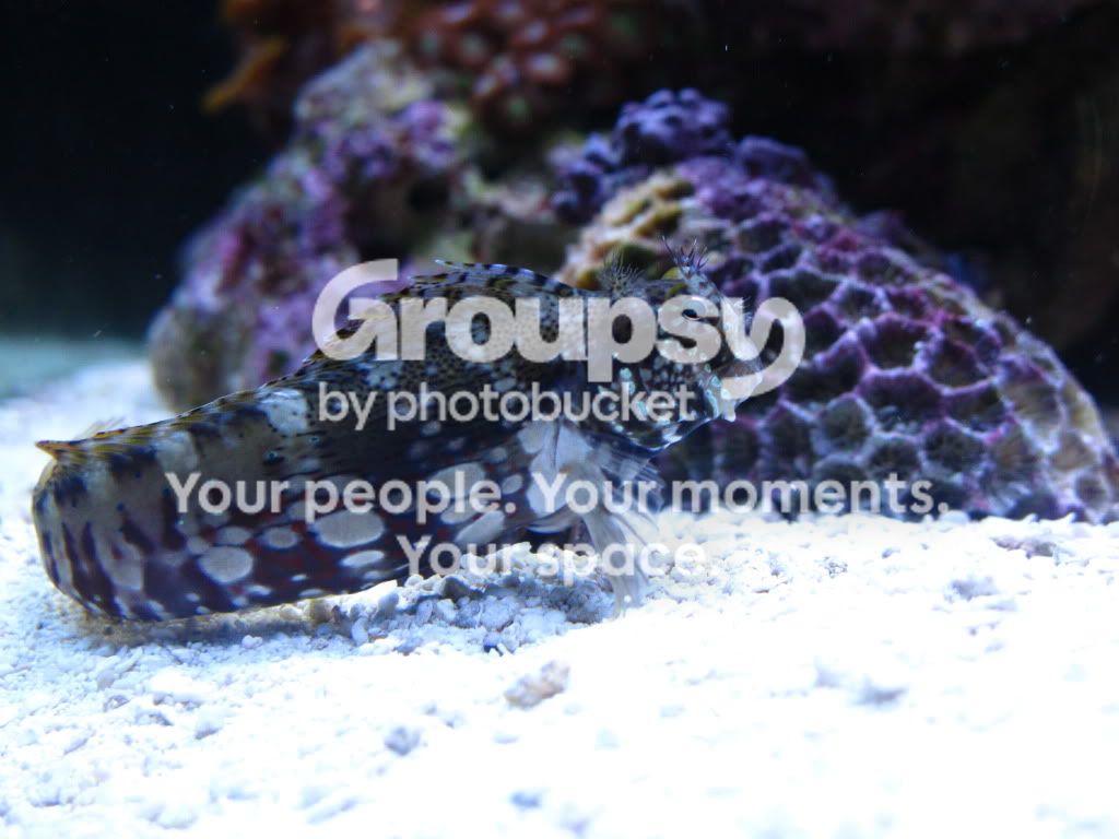 [TodoMarino.com] Alfons reef (versión 2.0)