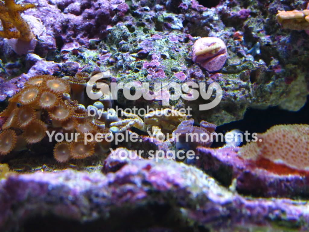 [TodoMarino.com] Alfons reef (versión 2.0)
